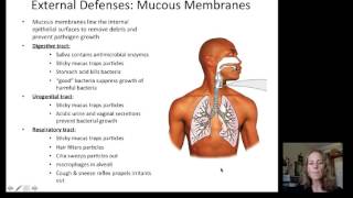 Lecture 19 Immune System [upl. by Novyart]