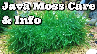 Java Moss Care And Information [upl. by Brander227]