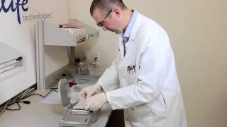 How to perform a 7 minute protein transfer with the iBlot®  Western Blotting System [upl. by Nemad]