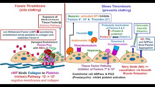 Endothelial Function in Hemostasis [upl. by Harbed]