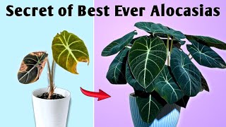 Use This for Best Every Alocasia Plant Alocasia Potting Soil Alocasia Plant Care Indoor [upl. by Buna]