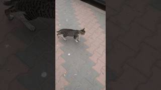 Street BobCAT funny cat [upl. by Kumler4]