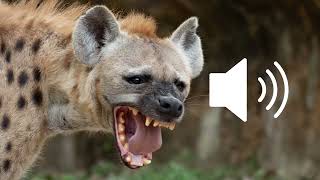 Hyena howling in safari sound effect SFX HD [upl. by Nonregla]