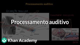 Processamento auditivo [upl. by Tnirb]