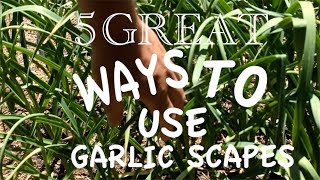 5 Great Ways to Use Garlic Scapes [upl. by Wilton846]