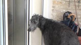 The Deerhound  Crufts Breed Information [upl. by Eliott352]