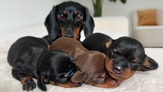 Mini Dachshund puppies are dreaming [upl. by Leuams340]