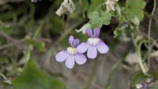 How to Grow Kenilworth Ivy Cymbalaria Muralis [upl. by Akiwak867]