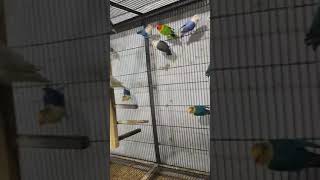 Green paleB1 B2 Blue fisheripfAlbino birds cutebaby lovebirds funny [upl. by Aynekal]