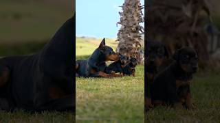 doberman dobermanpinscher puppies dobermanattack dobermanbarking dogbreeds canecorso hunter [upl. by Anileva]