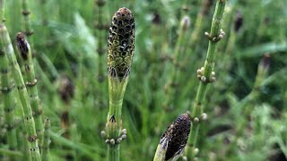 Equisetum Arvense et Palustre  Prêles des champs et des marais [upl. by Loss]