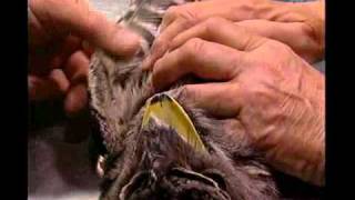 Harrys Practice Surgery  a Tawny Frogmouth [upl. by Ahtar]