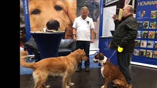 Die HZD auf der World Dog Show 2017 in Leipzig [upl. by Avitzur756]