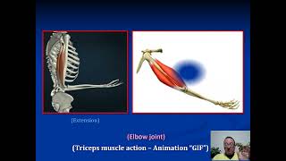 Arm II Posterior compartment Muscles amp Nerves upper lim ايمن خنفور [upl. by Nailliw]