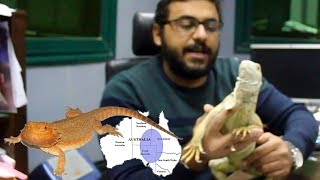 إيجوانا ولا تنين ملتحي  احسن للتربية في البيت Iguana VS Bearded Dragon [upl. by Jacenta]