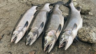 Bank Fishing for River COHO Salmon with Spoons Jigs and Soft Beads [upl. by Lrat262]