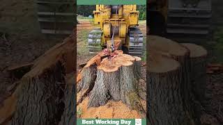 Best working day 1709 Stump cutting process [upl. by Hernardo164]