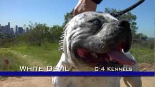 WHITE DEVIL  MOST EXTREME LOOKING PITBULL DOG [upl. by Mcginnis]