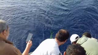 صيد سمكة الحصان Horse fish fishing [upl. by Atteiram]