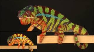 How chameleon color changing works [upl. by Eigroeg]