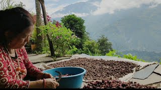 Secrets of Black Cardamom Farming From Soil to Spice blackcardamom spicefarming [upl. by Aitsirt]