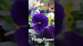 pansy flowers viola tricolour flowers fact plantic flowers biology mangiferaindica gardenplant [upl. by Minette]