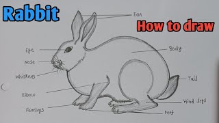 How to draw Rabbit diagram  खरगोश का चित्र  Phylum Chordata  Biology diagram  rabbit easy [upl. by Ruberta]