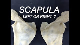 SCAPULA  SIDE DETERMINATION amp ANATOMICAL POSITION [upl. by Ariet]