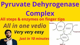 Pyruvate dehydrogenase complex  Reactions  Co Enzymes  Cofactors Biochemistry  Structure [upl. by Ennovahs]