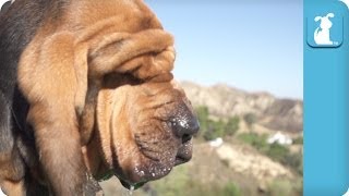 Epic Slow Motion Bloodhound  Puppy Love [upl. by Whitcomb]