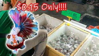 Buying 5 baht 015 Nemo amp Multicolored Betta Fish in Bangkok Thailand Chatuchak Market [upl. by Aisnetroh]