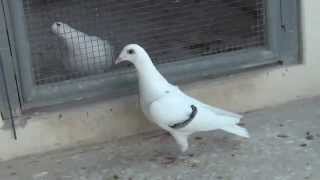 White racing pigeon [upl. by Enialb]