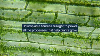 How mesophyll chloroplasts maintain energy efficiency [upl. by Ataliah362]