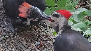 Pileated Woodpecker Feeding And Pecking Trees Sound [upl. by Eejan]