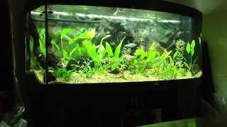 Juwel Vision 450 Aquarium [upl. by Strauss286]