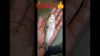 barb fish diet fish diet trending shortviral [upl. by Ydnil]