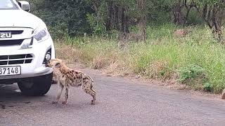 Baby hyena intends to clean the vehicle [upl. by Airemat]