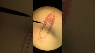 AmphioxusLancelet Female Cross Section [upl. by Eerahc]