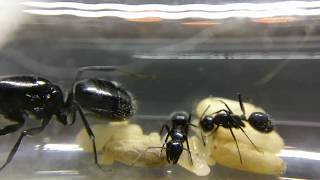 Camponotus Laevigatus  first workers [upl. by Madeleine216]