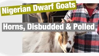 Nigerian Dwarf Goats Horns Disbudded and Polled [upl. by Naivat614]