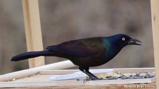 Common Grackle closeups and calls [upl. by Sammons]