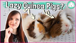 10 Tips to Keep Your Lazy Guinea Pigs Entertained Simple Fun and Easy Boredom Breakers [upl. by Schoening]