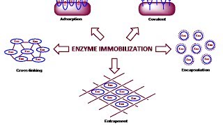 Enzyme immobilization physical method [upl. by Nocaed]