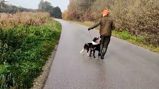 Polowanie na bażanty i kaczki LufaampCzok Polski Spaniel Myśliwski  Hunting for pheasants and ducks🌿 [upl. by Tacita107]