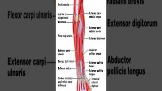 Anatomy Extensor Carpi Radialis Longus ECRL shorts [upl. by Ahrendt534]