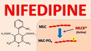 Nifedipine  Mechanism side effects and uses [upl. by Bohlen668]