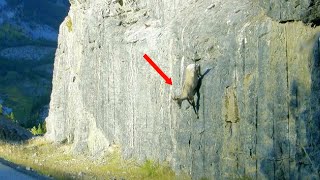 How do Mountain Goats stand on steep cliffs These Goats can climb rocks better than people [upl. by Shelly918]