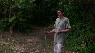 The Fer de lance in Belize  Part 1 [upl. by Aneryc497]