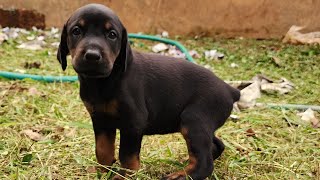 Doberman puppies playing 🐶 [upl. by Yk724]