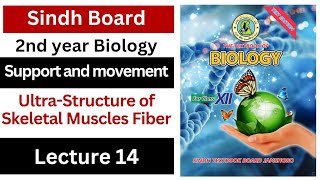 ultrastructure of skeletal muscle fiber  support and movement class 12 biology Sindh board [upl. by Ebag]